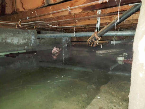 Best Water damage mitigation services  in Dundas, MN